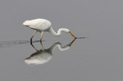 Stephen Nobbs - Great White Egret
